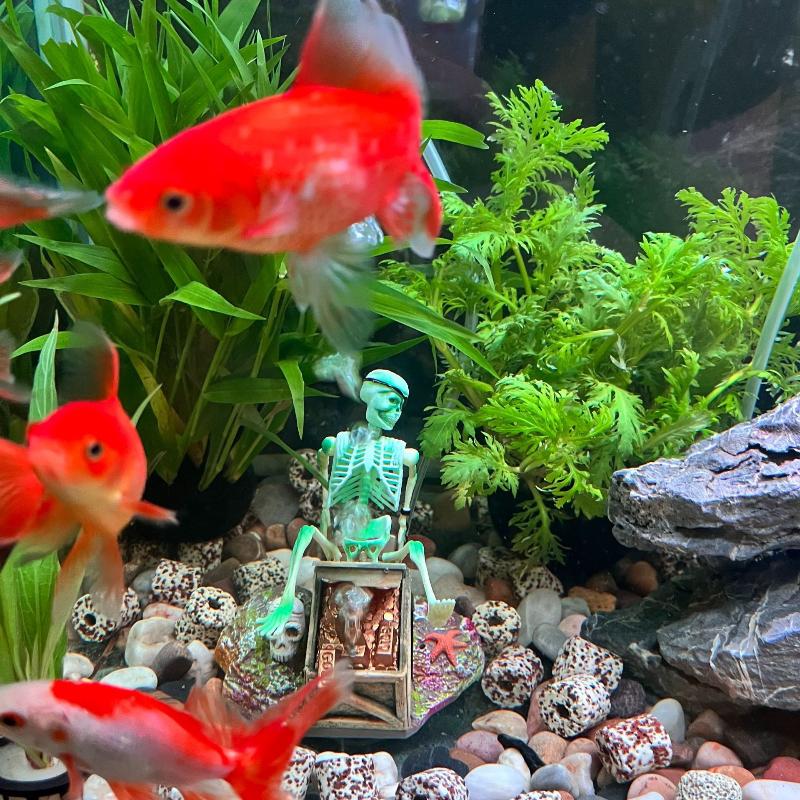 Aquarium Fish For Sale Online - Acquario Aerobico Paesaggio Bubble Air Pump