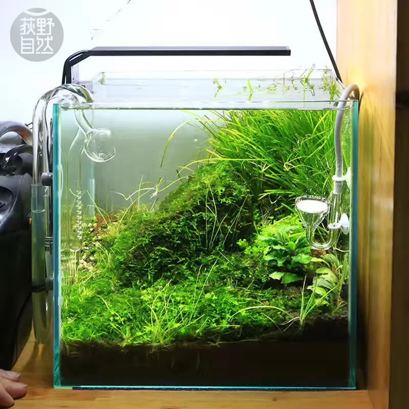 Aquarium Fish Background - Chihiros Serie C Pianta in stile
