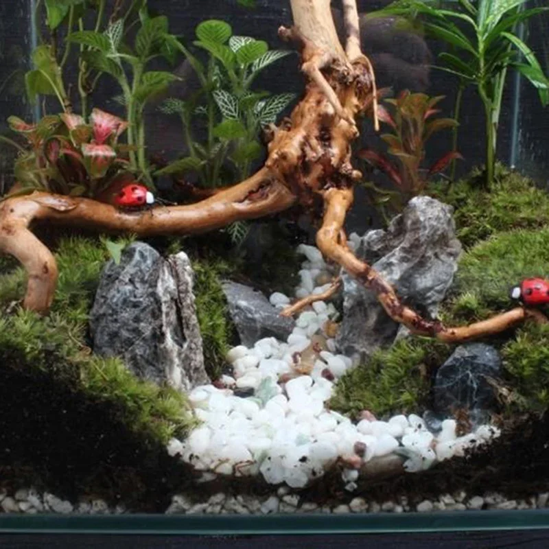 Tronco d'albero naturale Drift - Aquarium Fish For Sale Online recensione e prezzo