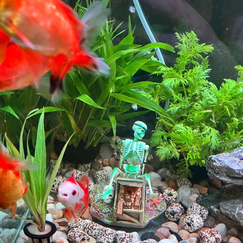 Acquario Aerobico Paesaggio Bu - Aquarium Fish For Sale Online recensione e prezzo