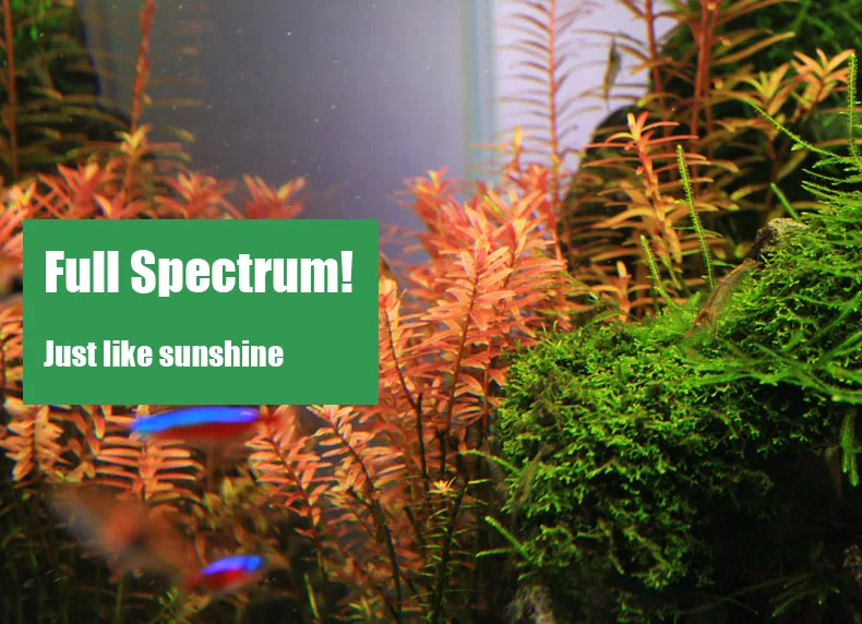 Chihiros Serie C Pianta in sti - Aquarium Fish Background recensione e prezzo